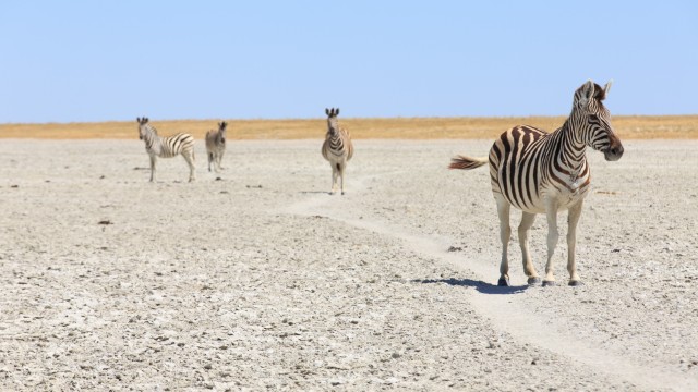 Makgadikgadi Pans | Safari in Botswana