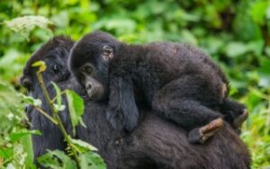 Mamma e piccolo di gorilla nel Bwindi NP | Viaggiare in Uganda