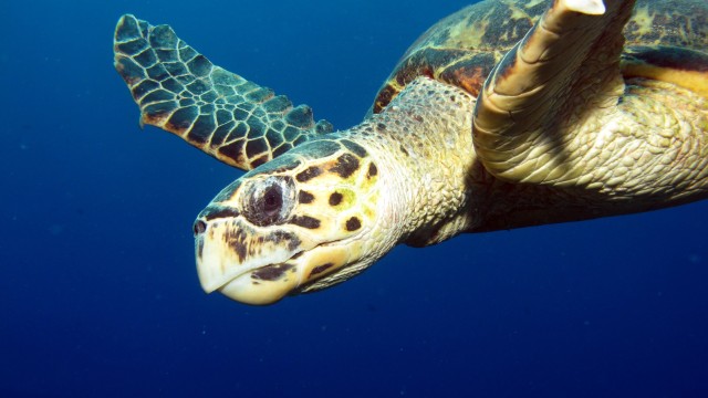 Menjangan Island | Tour Giava e Bali