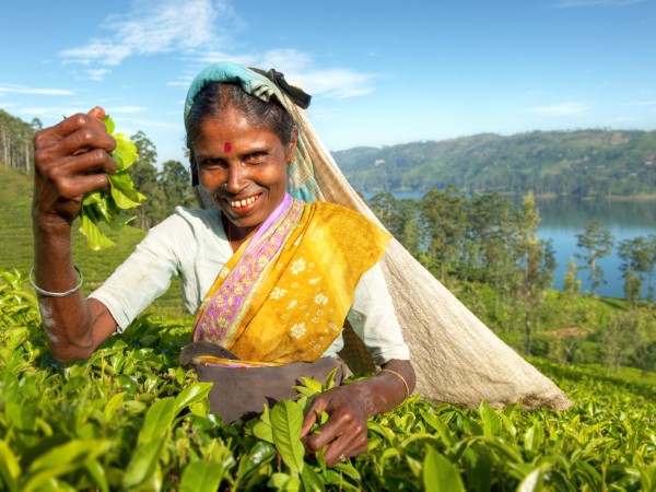 Piantagioni Te | Sri Lanka Viaggio