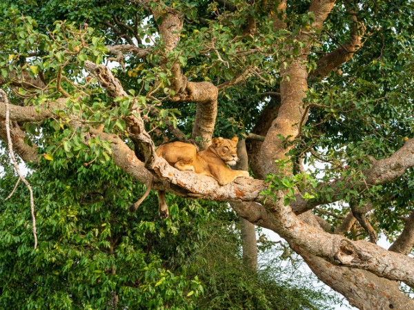 Queen Elizabeth National Park | Uganda Viaggio