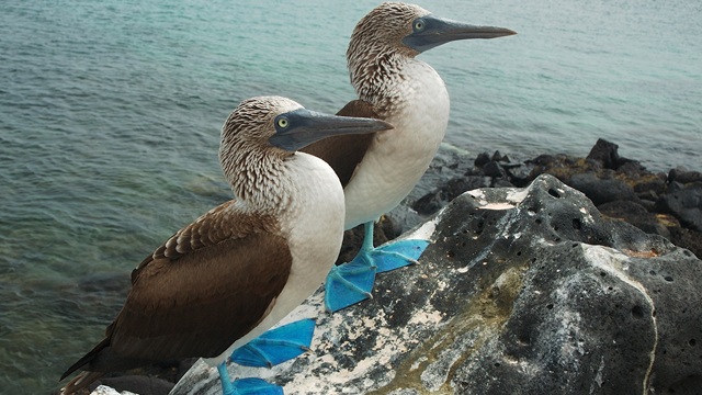 Sule presso Isla San Cristobal | Viaggio Ecuador e Galapagos