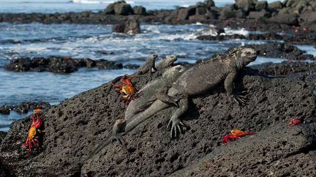 Isla Santa Cruz iguana | Viaggio Ecuador e Galapagos