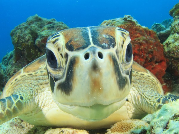 Immersioni Sipadan | Malesia Viaggio