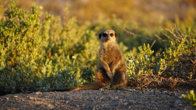 Avvistamento suricati | Safari in Botswana