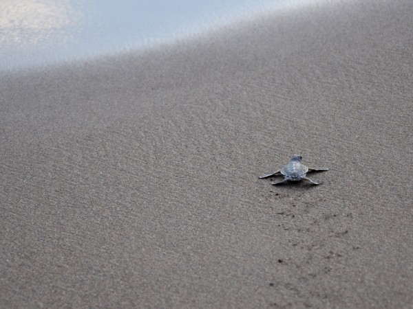 Passeggiare sulla spiaggia del Tortuguero National Park