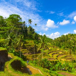 Tegalalang Ubud Bali | Viaggiare in Indonesia