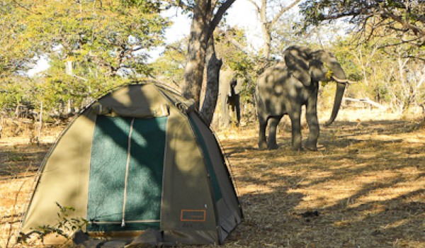 Tenda con elefante camping libero Botswana | Safari in Botswana