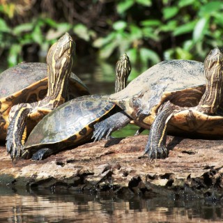 Tortuguero National Park