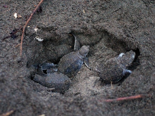 Tortuguero National Park | Costa Rica Viaggio