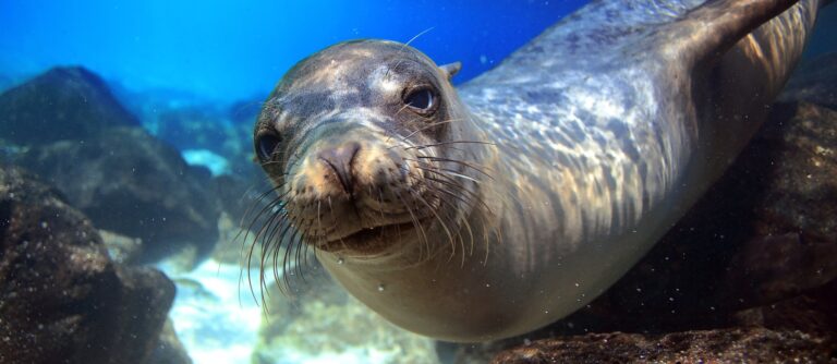 Tour Ecuador Galapagos | Viaggio Ecuador e Galapagos