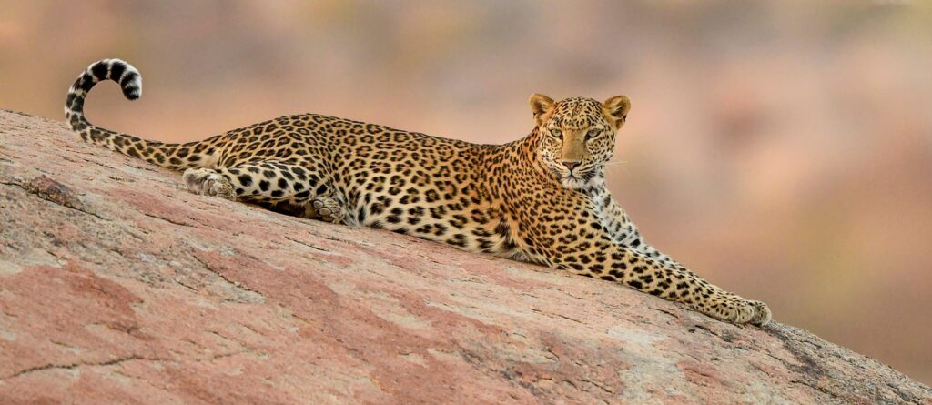 Tour India Rajasthan Original | Viaggio in Rajasthan