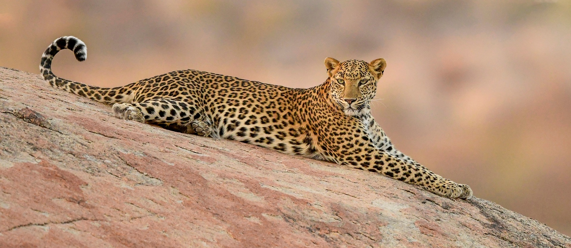 Tour India Rajasthan Original