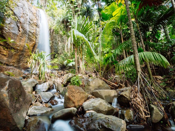 Le foreste tropicali delle Seychelles | Seychelles Viaggio