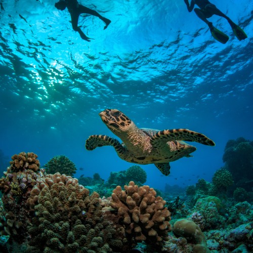 Tartaruga nel mare delle Seychelles | Viaggiare alle Seychelles