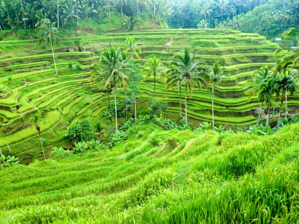 Assaporare l’energia e la spiritualità di Ubud
