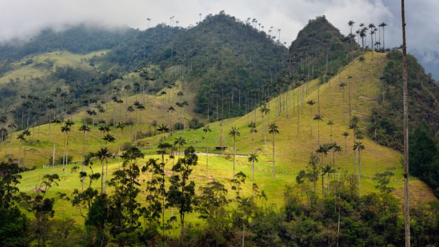Valle de Cocora | Tour Colombia