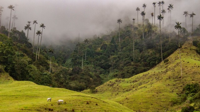 Valle del Cocora | Tour Colombia