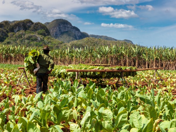 Le piantagioni di Tabacco di Vinales | Cuba Viaggio