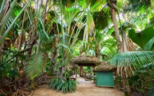 La Valle Mai | Viaggiare alle Seychelles