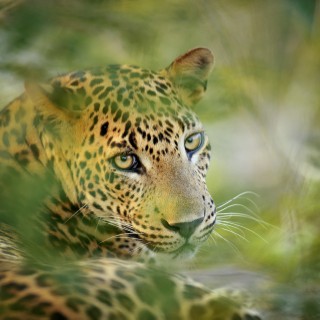 Yala National Park