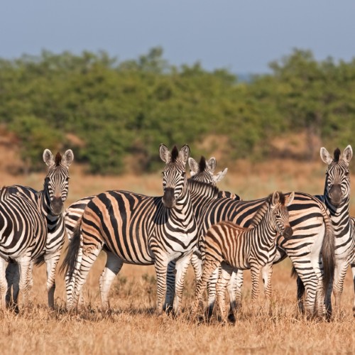 Animali nel Kruger NP | Viaggiare in Sudafrica