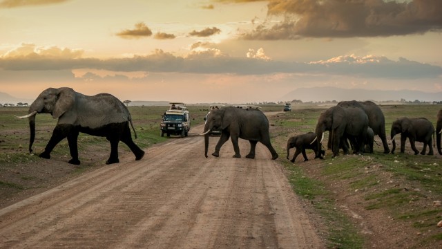 Safari nell'Amboseli National Park | Safari in Kenya