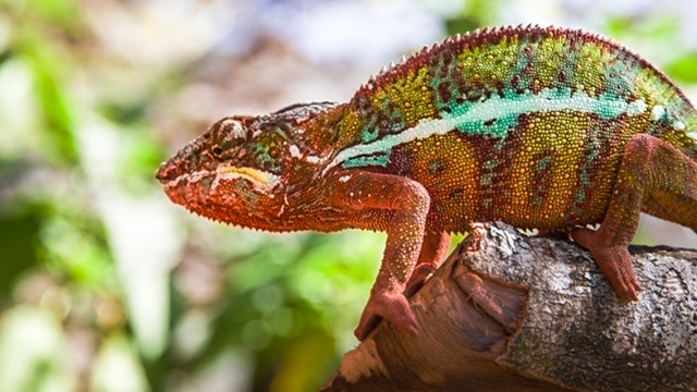 Camaleonte Andasibe | Viaggio Madagascar