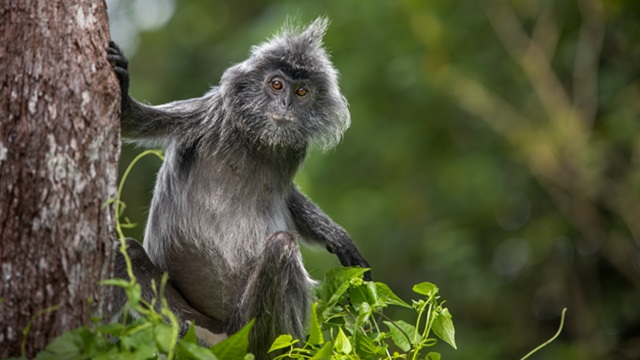 Bako National Park | Tour Borneo Malese