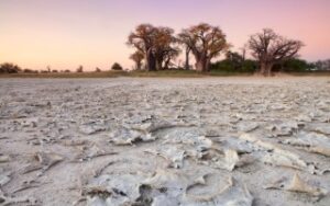 Baobab Nata | Viaggiare in Botswana
