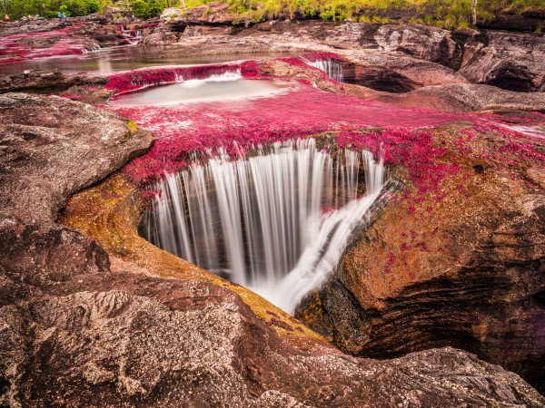 Cano Cristales | Colombia Viaggio