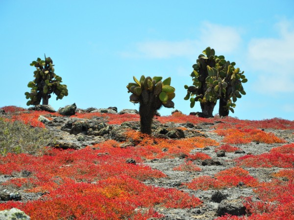 Galapagos | Ecuador Viaggio