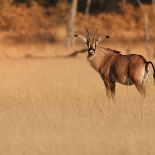 Hwange National Park