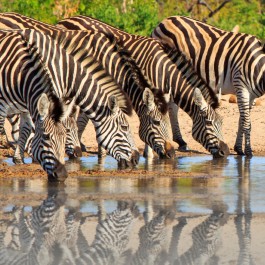 Zebre nello Hwange NP | Viaggiare in Zimbabwe
