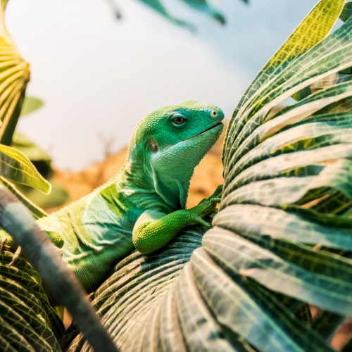 Iguana | Viaggiare alle Fiji