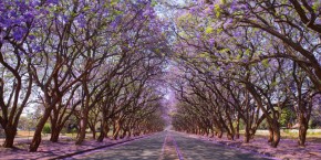 Jacarande Harare | Viaggiare in Zimbabwe