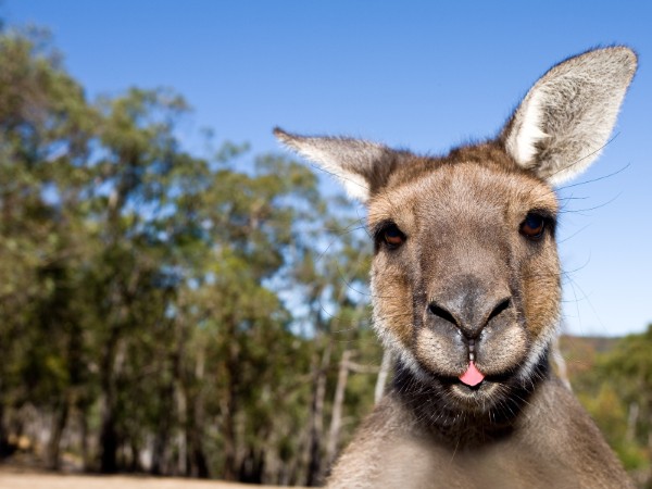 Kangaroo Island | Australia Viaggio