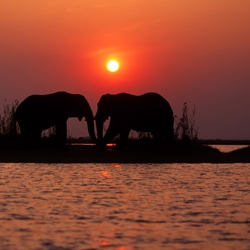 Elefanti nel lago Kariba | Viaggiare in Zimbabwe