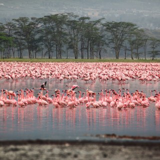 Lake Nakuru National Park