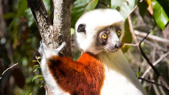 Lemure sifaka | Viaggio Madagascar
