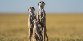 Suricati Makgadikgadi Pans | Viaggiare in Botswana
