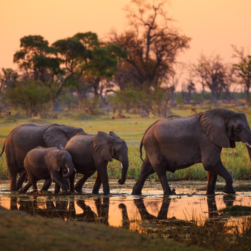 Elefanti nella Moremi Game Reserve | Viaggiare in Botswana