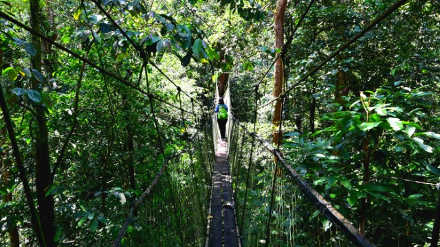 Mulu National Park canopy trekking | Tour Borneo Malese