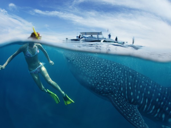 Squali balena | Filippine Viaggio