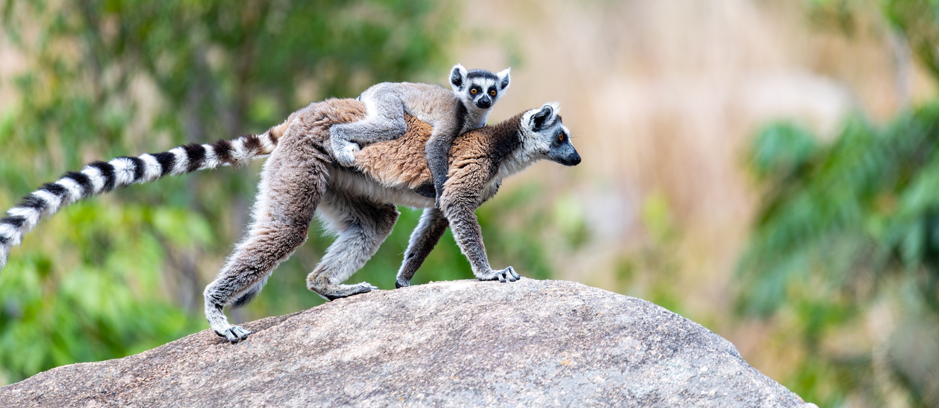 Tour Madagascar Essential | Viaggio Madagascar