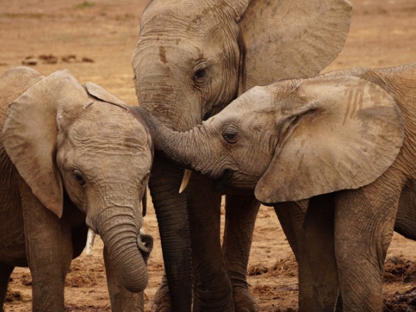 Fare amicizia con gli elefanti nell’Addo Elephant National Park