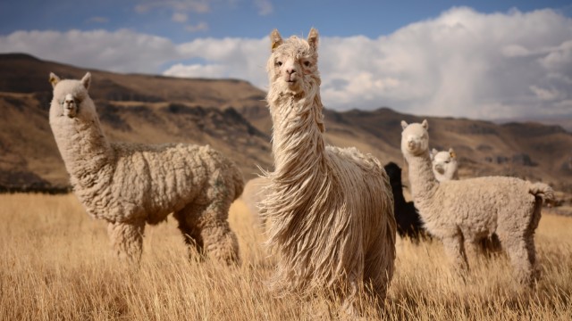 Alpaca | Tour Perù