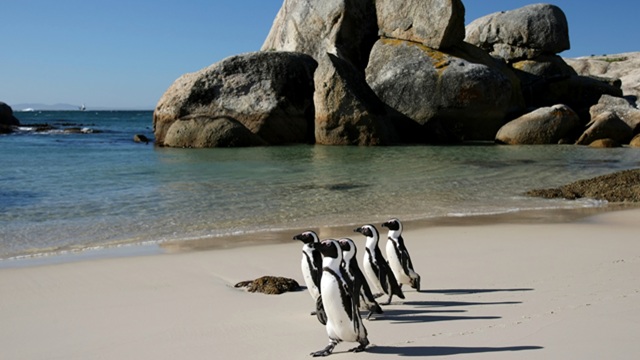 Boulders Beach | Tour Sudafrica e Namibia