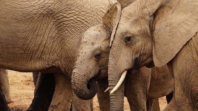 Addo Elephant National Park | Tour Sudafrica