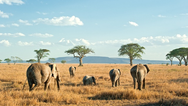 Elefanti Serengeti National Park | Safari Tanzania Zanzibar